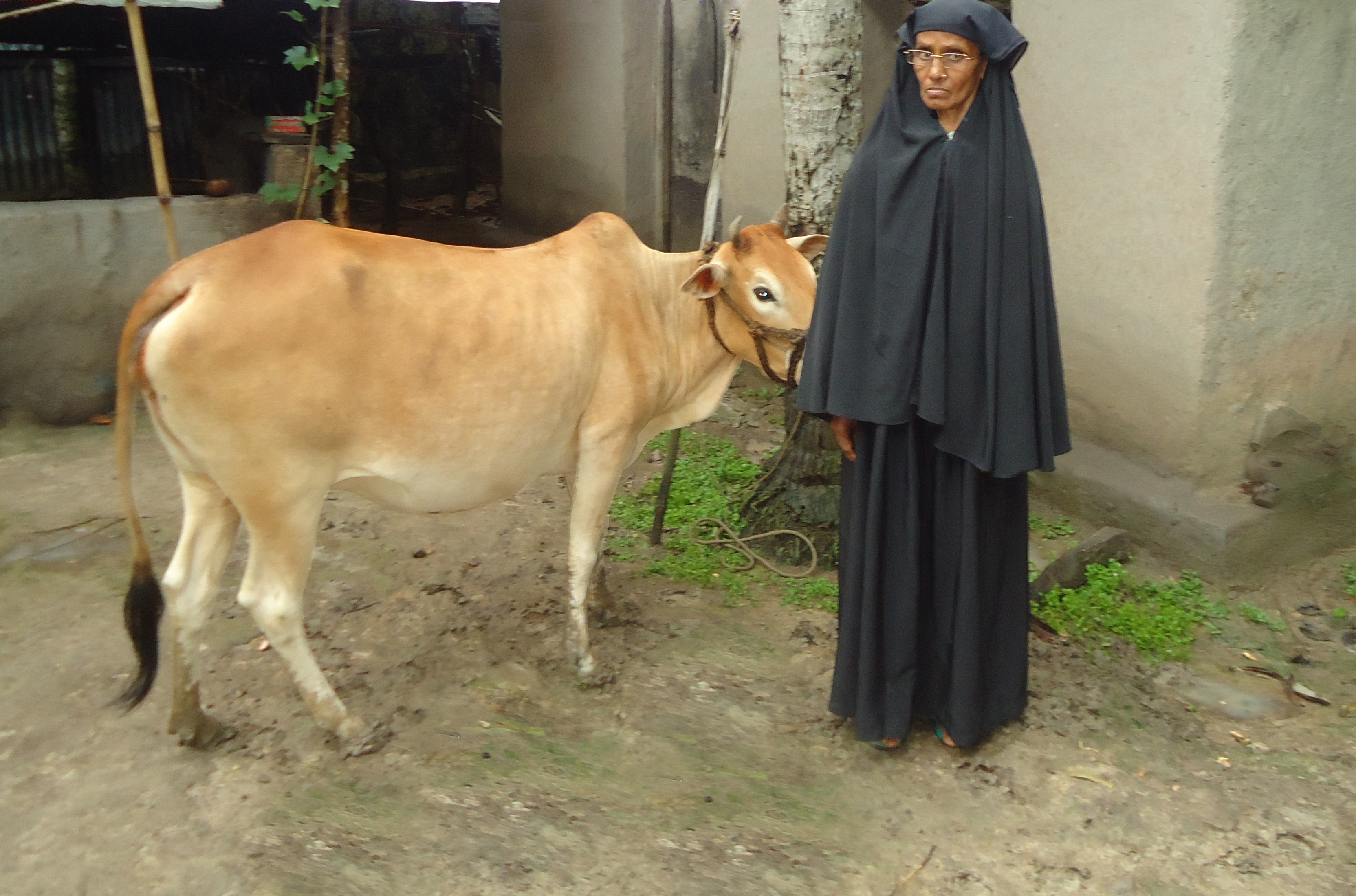 Raising Cattle